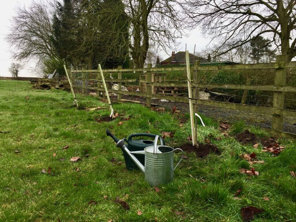 Bare root fruit trees newly planted out by Garden Ninja
