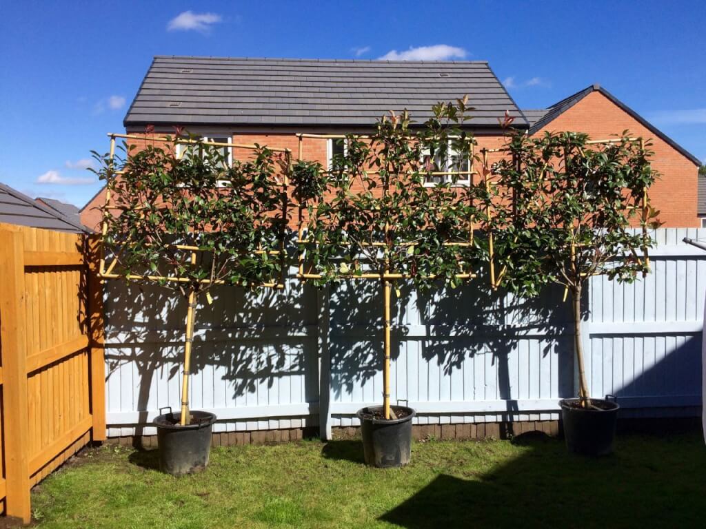 Pleached Photinia trees lifting the screen above a garden fence