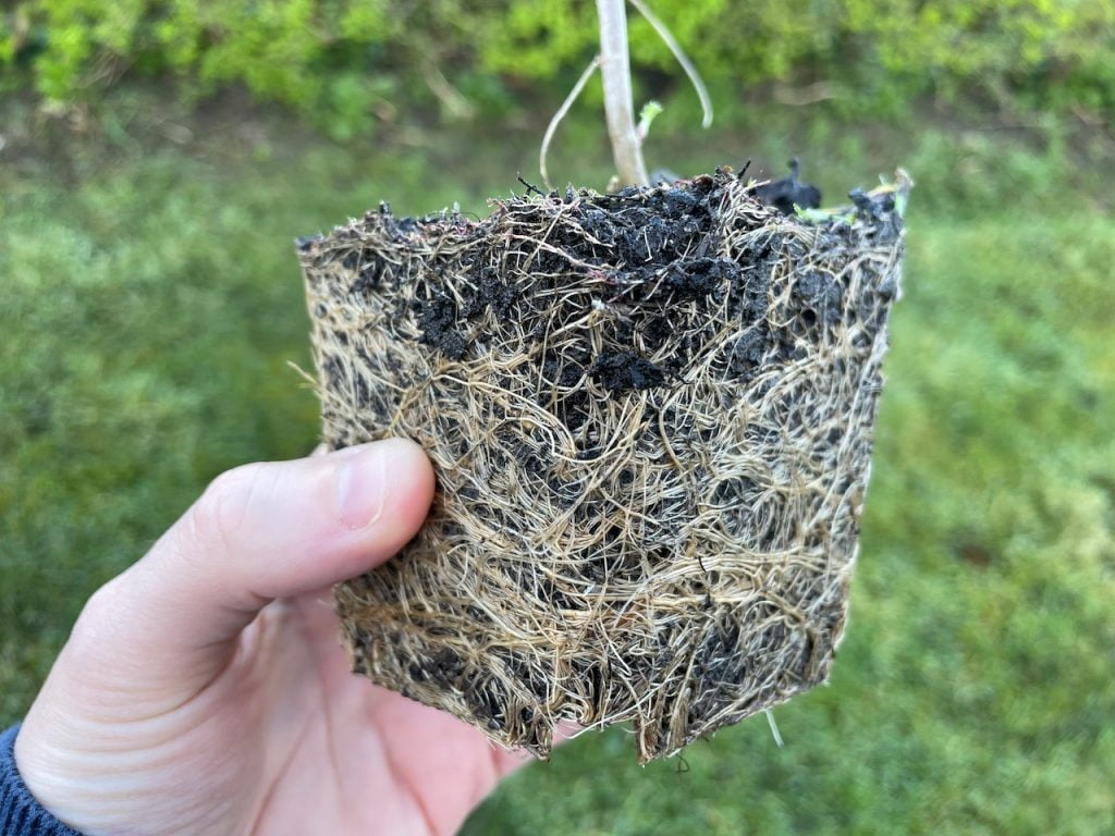 a root bound potted plant