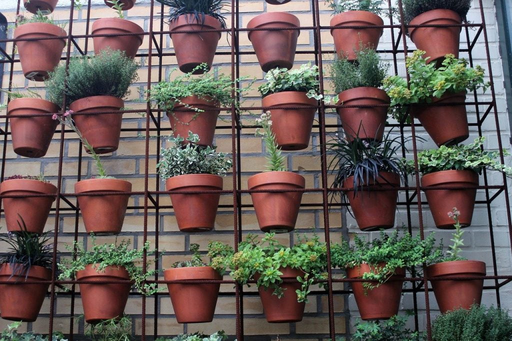 A row of container plants