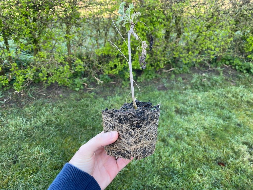 A root bound young plant