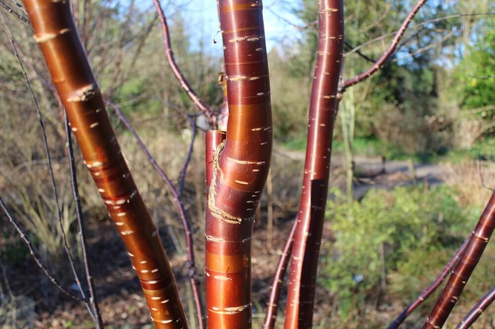 Acer griseum dunham