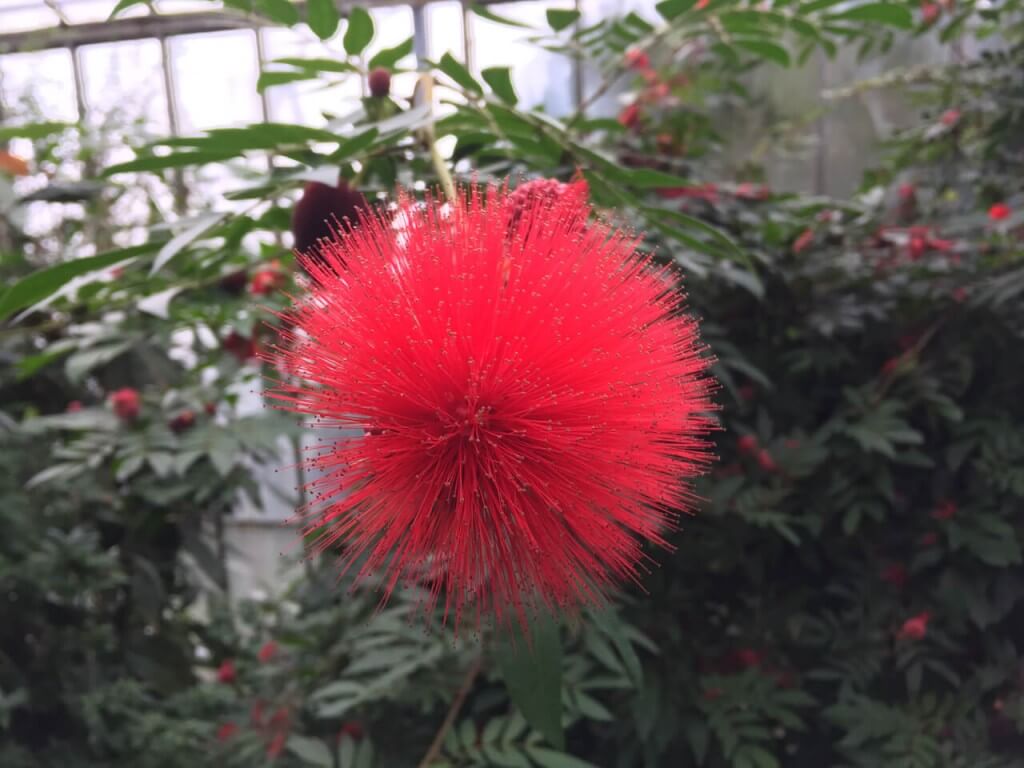 Calliandra haematocephala garden ninja