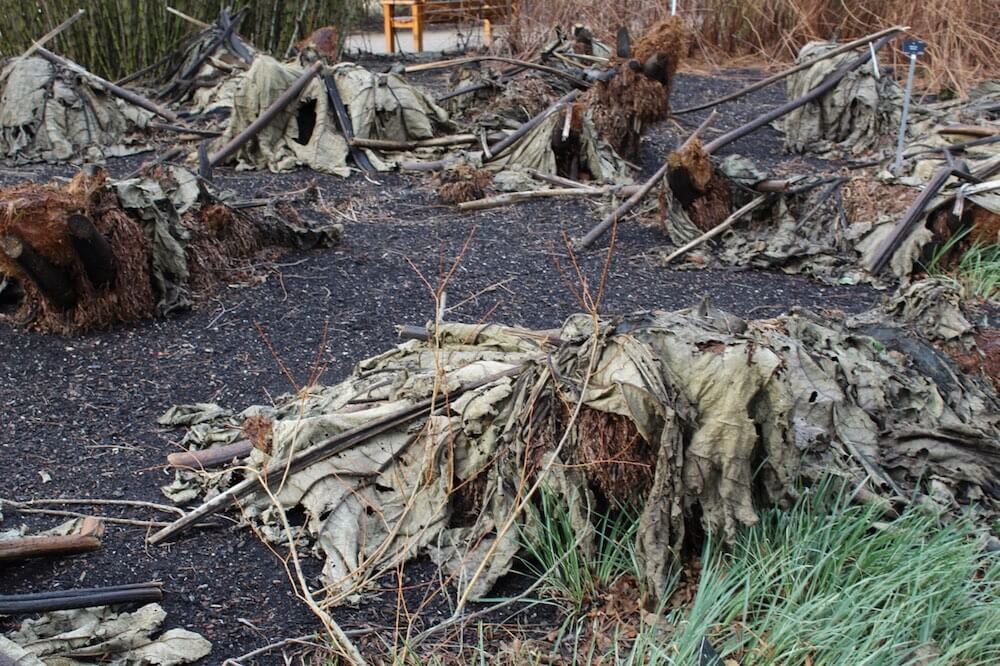 Overwintering giant rhubarb