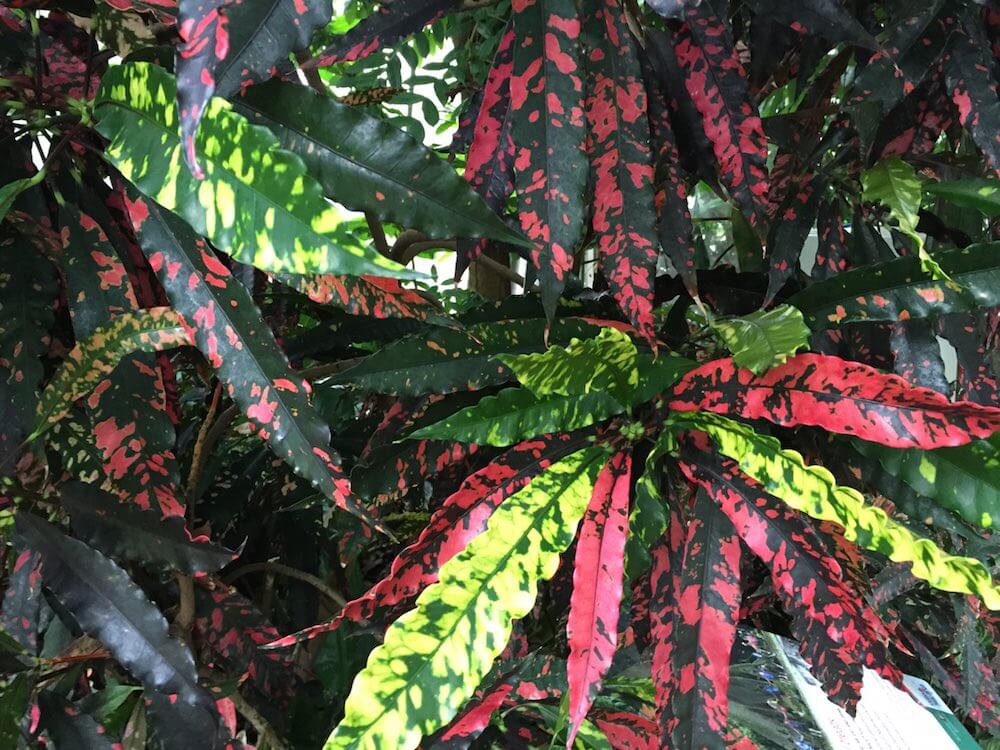 Variegated plants edinburgh boranical