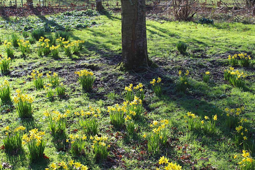 Daffodils flowering at the Spring Equinox, Ostara