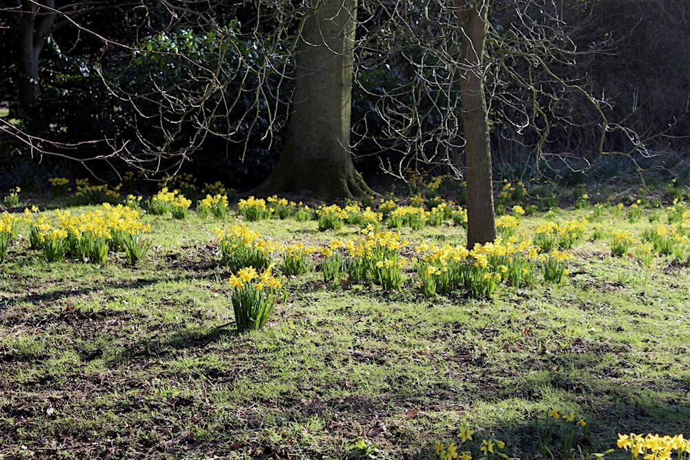 daffodils dunham massey