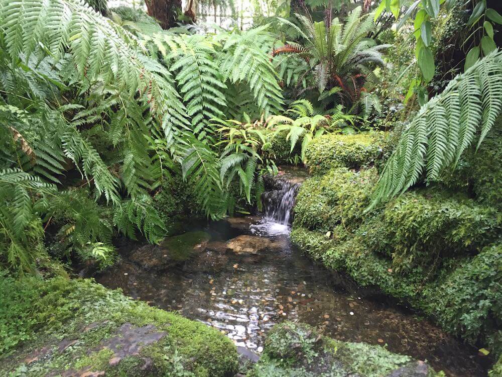 ferns and fossil glasshouse edinburgh