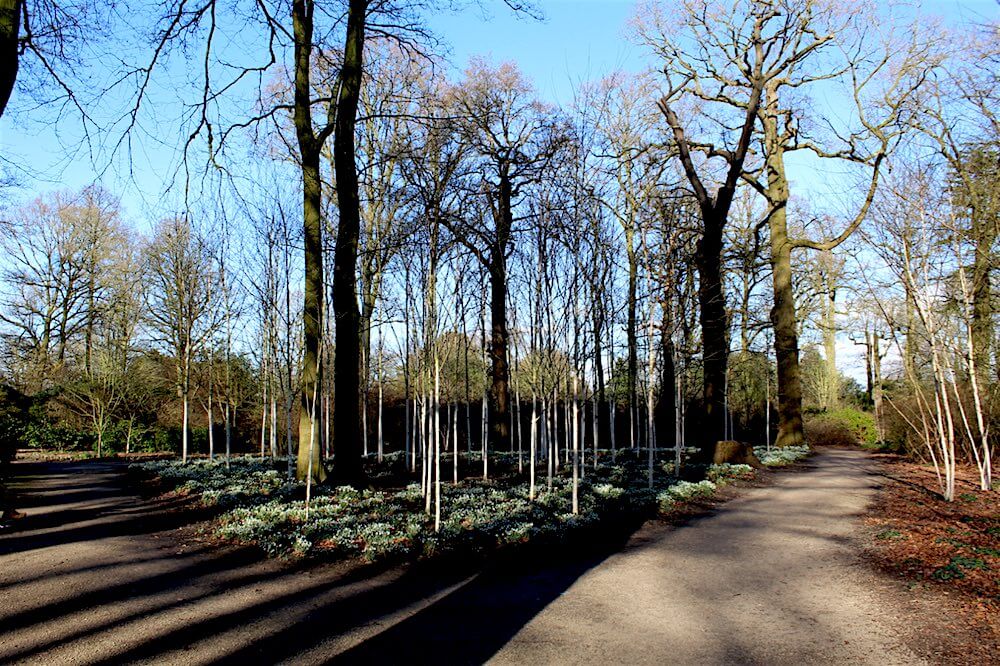 silver birch dunham massey