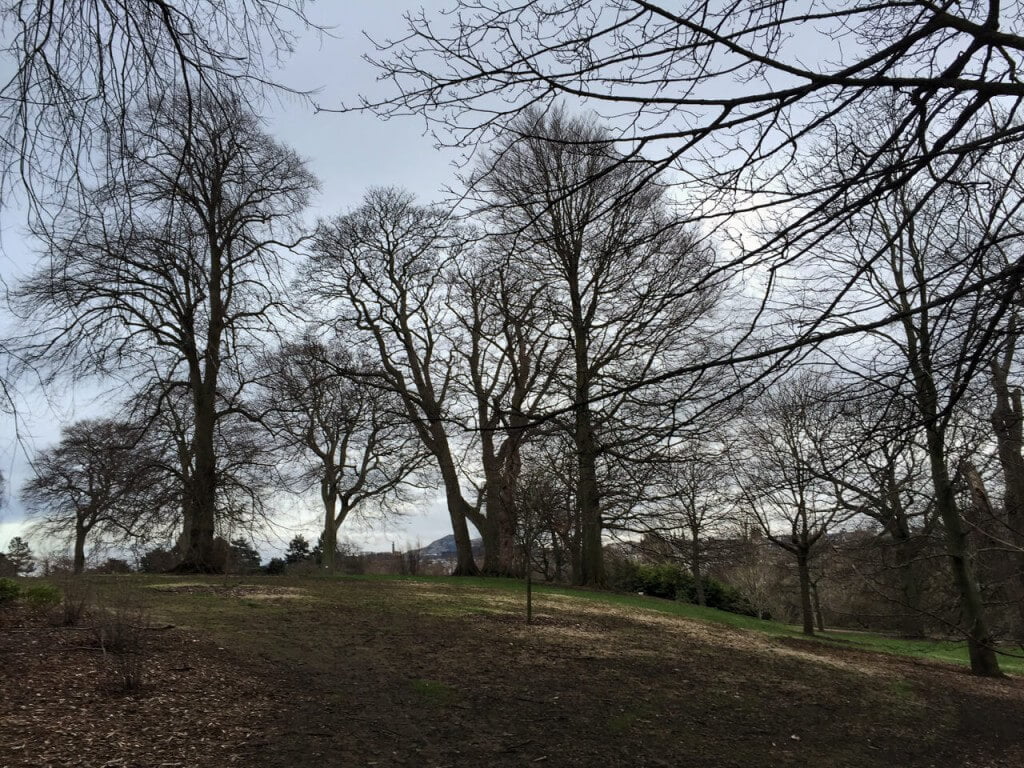 winter trees edinburgh botanical garden