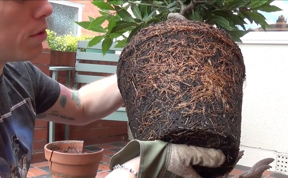 Root bound plant in container