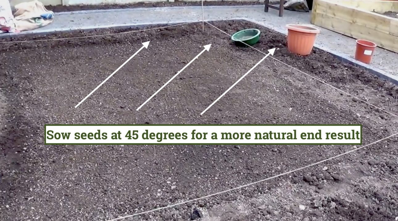 Sowing grass seed by hand on an existing lawn