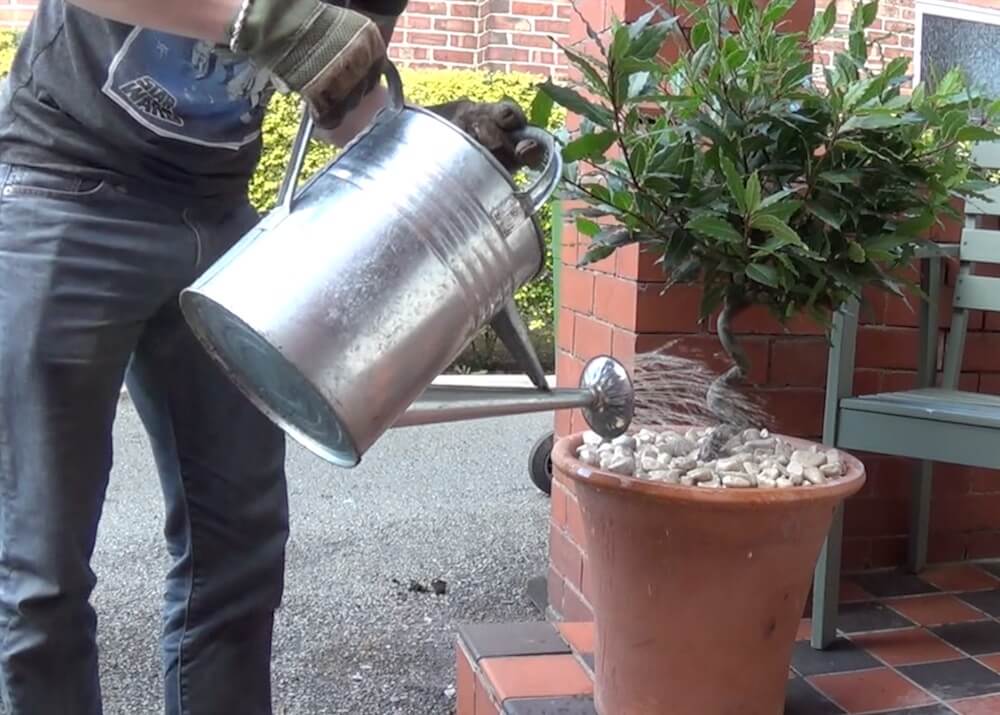 Garden Ninja watering a plant in a pot
