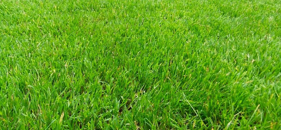 Artificial Turf Reviewed - is fake grass an environmental timebomb? -  Garden Ninja: Lee Burkhill Garden Design