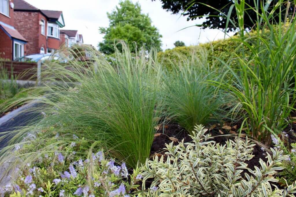 Syipa tenuissima in a front garden