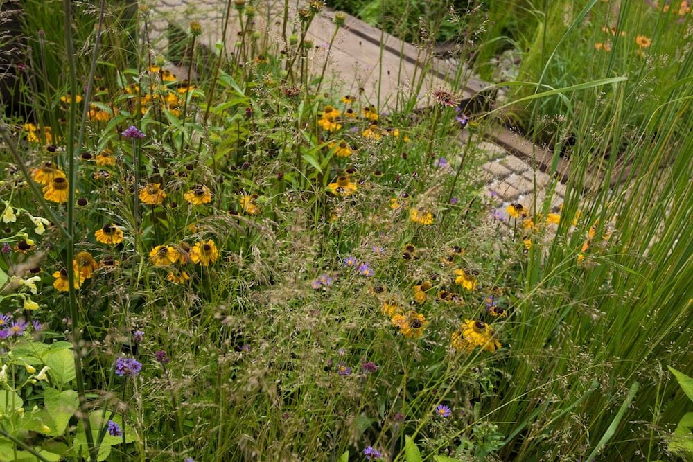 Hot garden planting manchester garden design