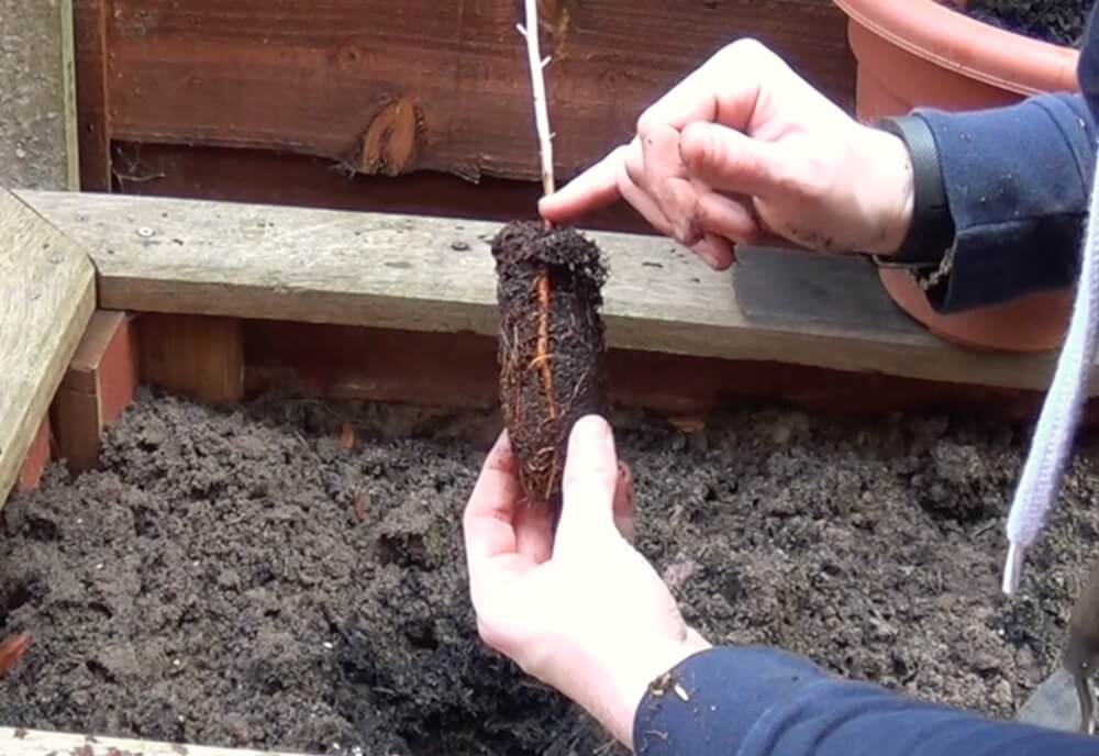 A bare root plant correctly positioned in the ground before backfilling