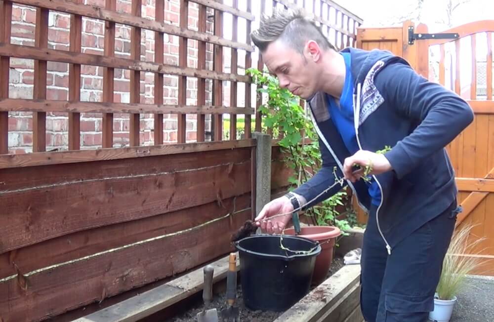 bareroot shrub planting placement