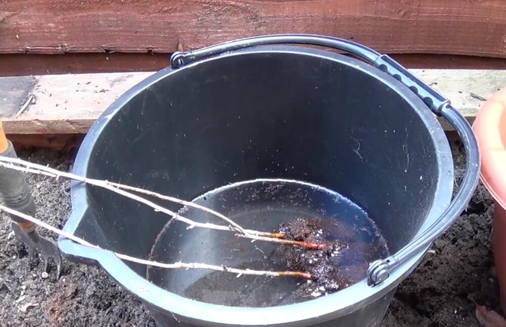 bareroot soaking in water