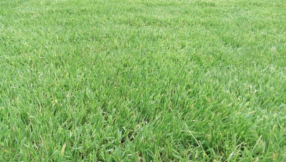 A close up of lawn turf