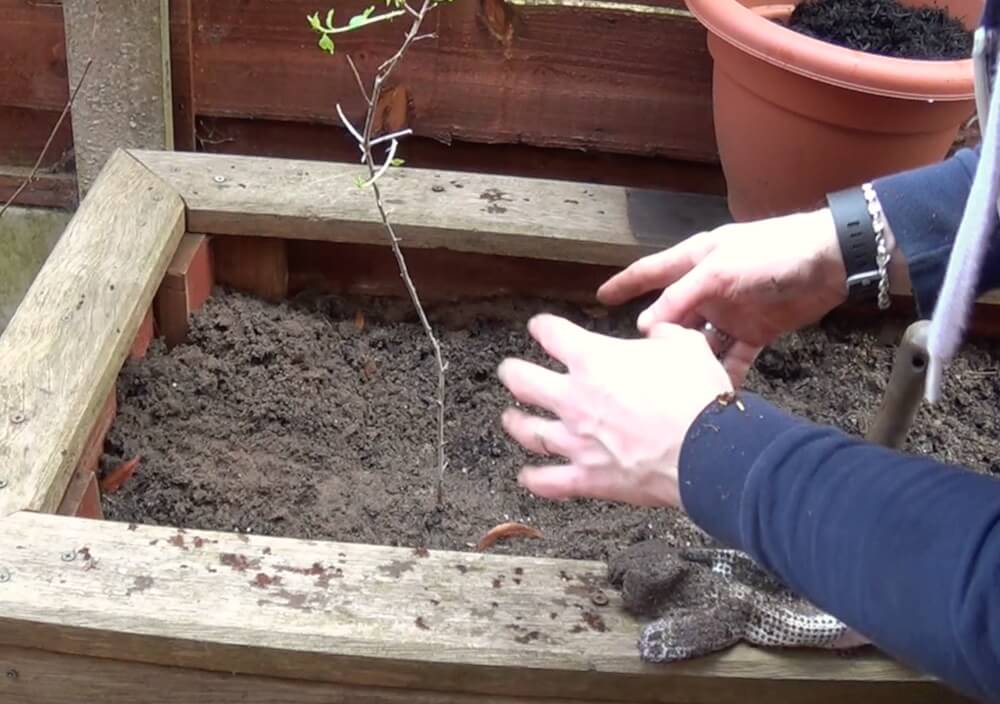 planting bareroot for planting