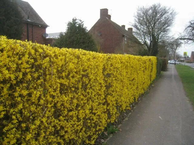 A Forsythia yellow hedge
