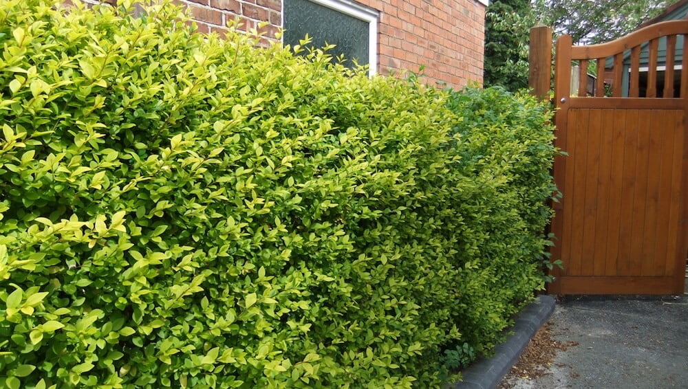 A golden privet hedge