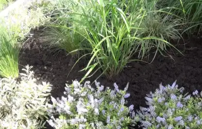 A freshly mulched front garden