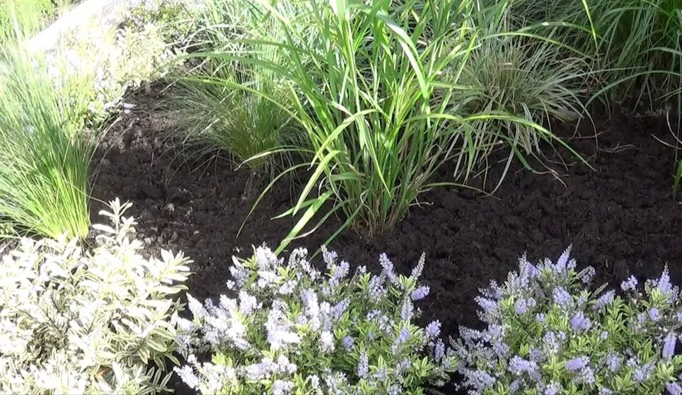 A freshly mulched front garden