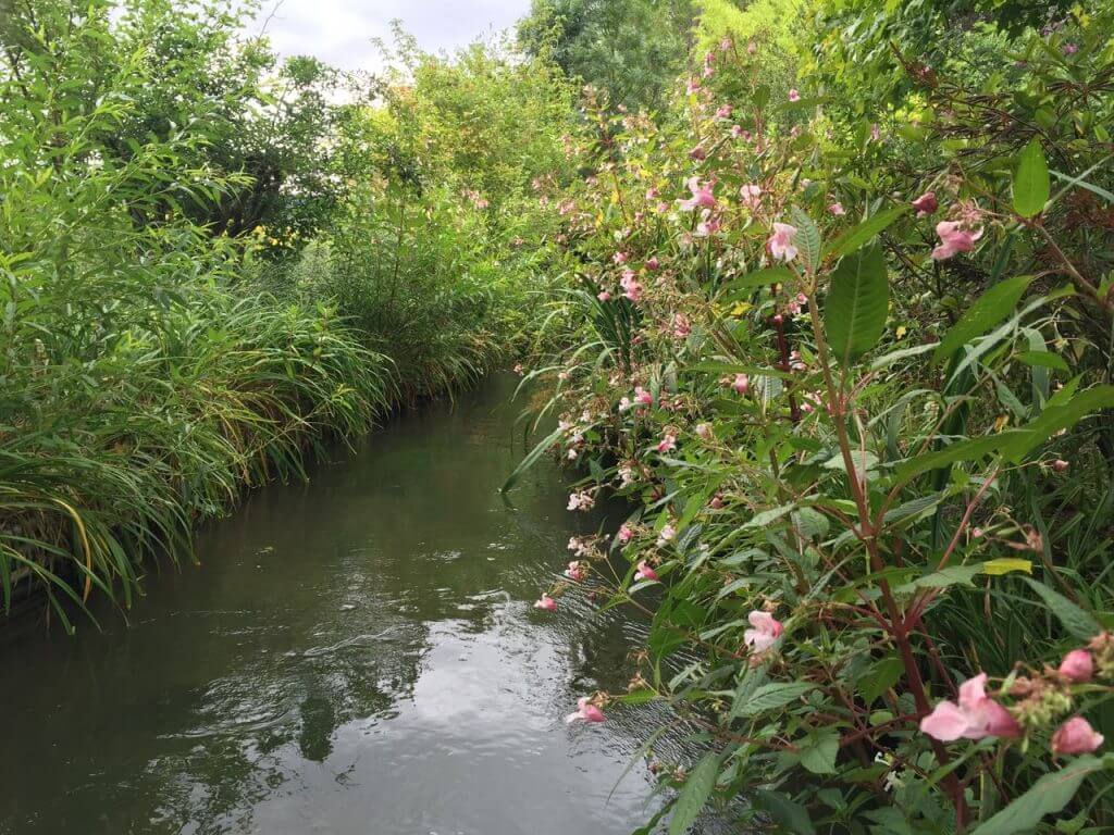 Impatiens glandulifera monets garden