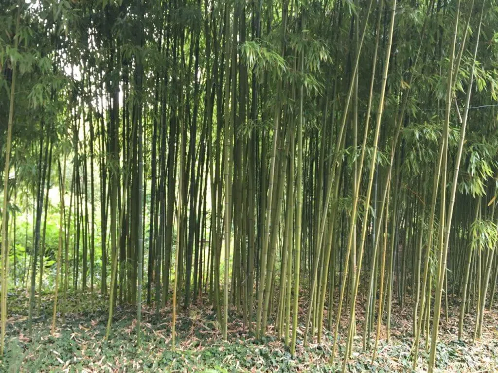 Tall bamboo in garden