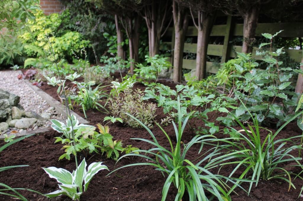 Plants for shade