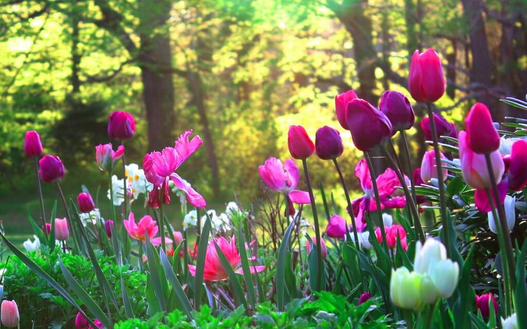 Pink and white tulips in a garden