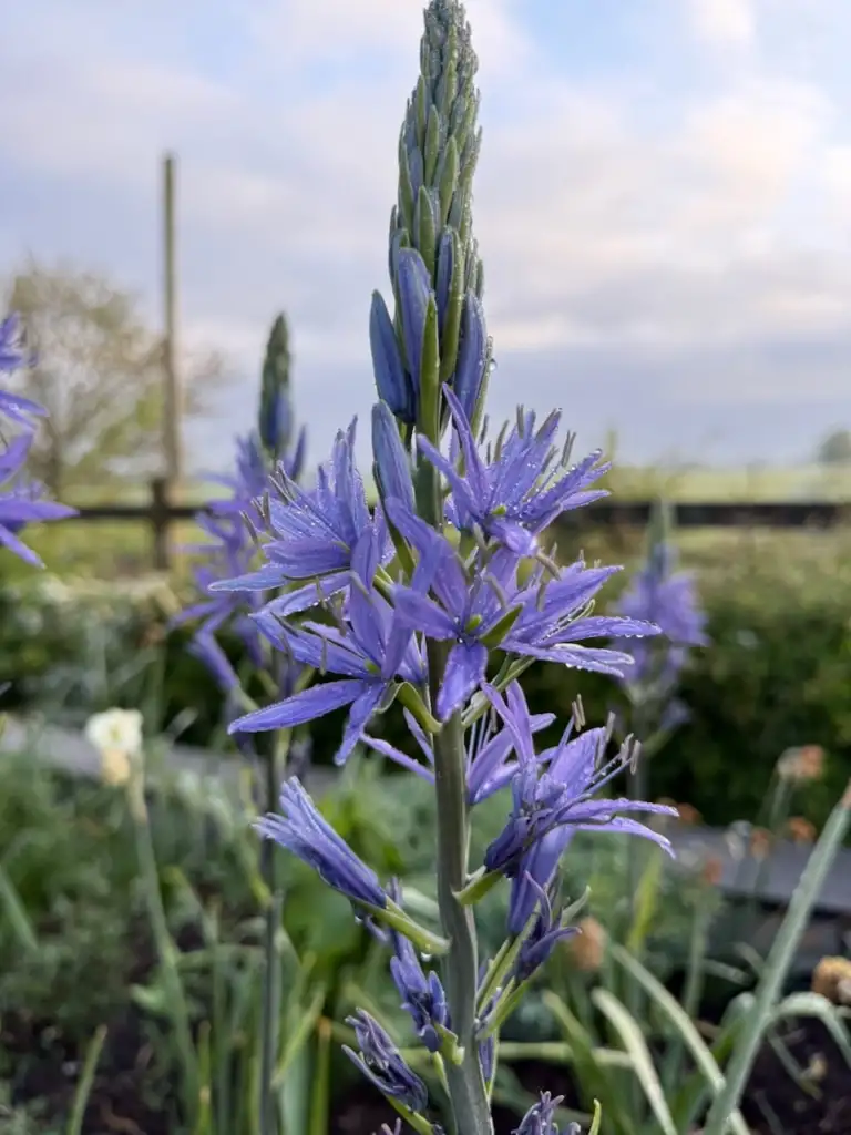 Blue Camassia flower spike with star shaped flowers opening from the base upwards