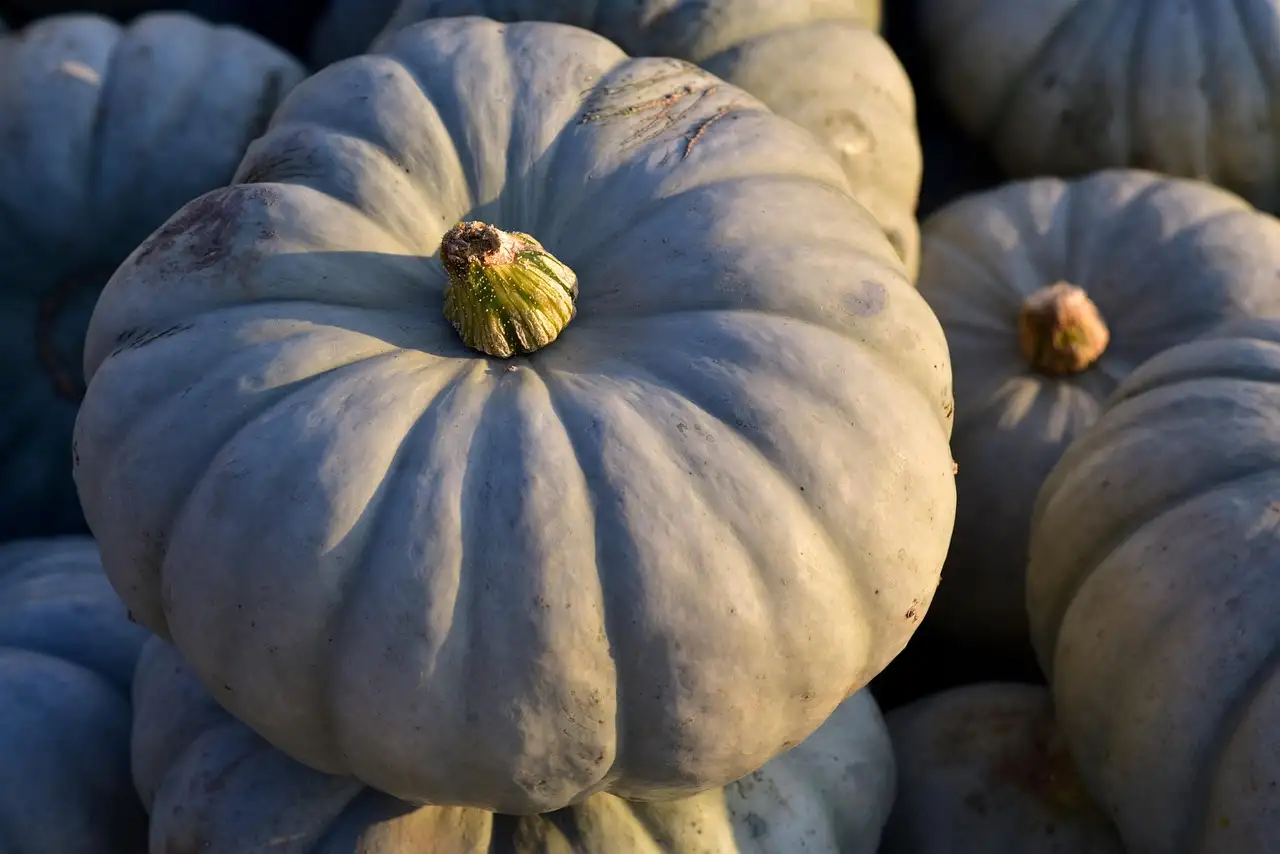 Crown Prince pumpkin squash ready to harvest