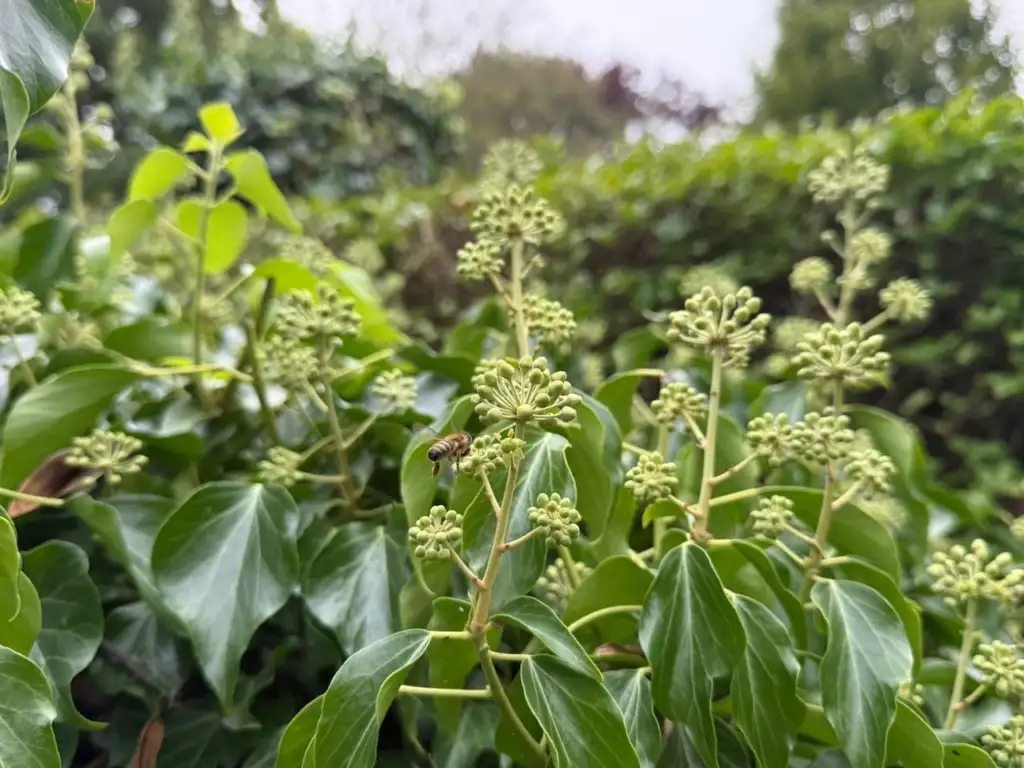 A honey bee feeding on ivy flowers in September