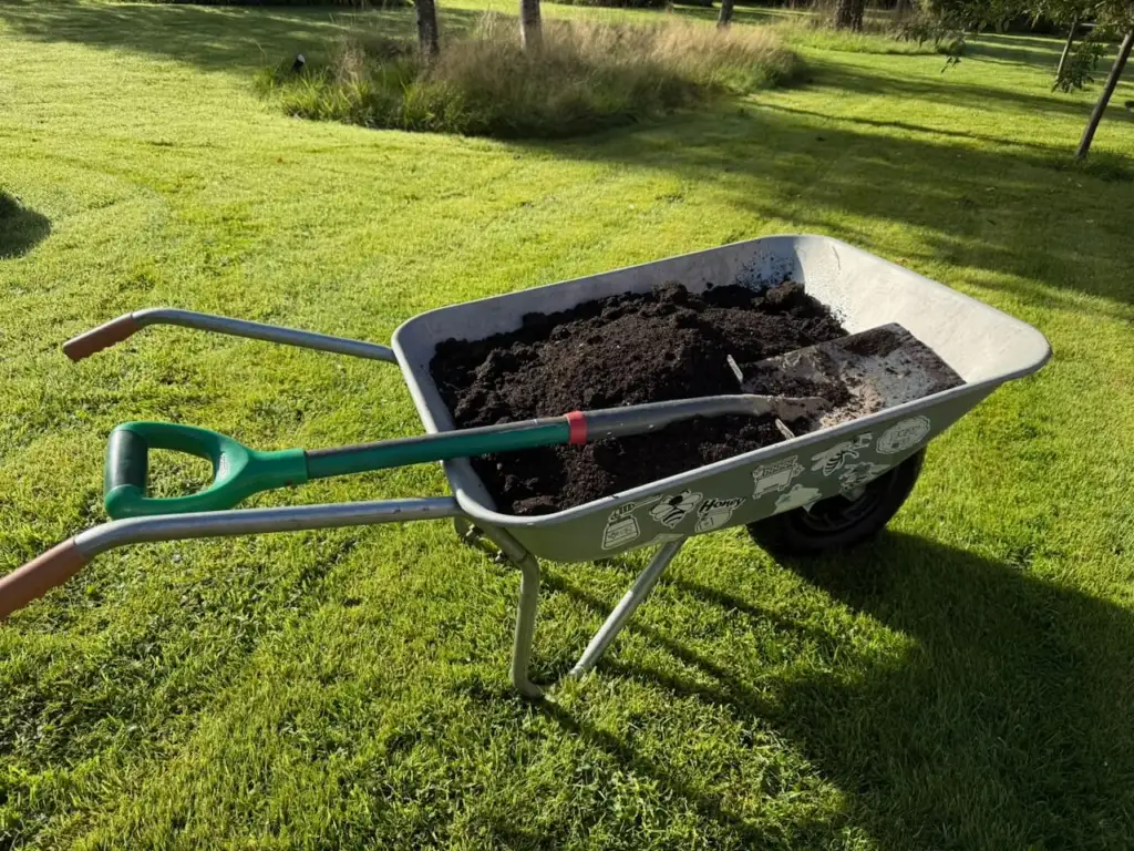 A wheelbarrow full of freshly made compost on the lawn, ready to spread over borders
