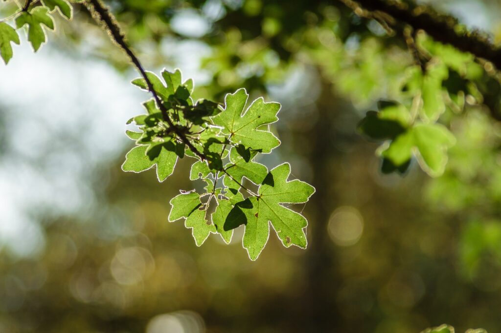 A field maple tree