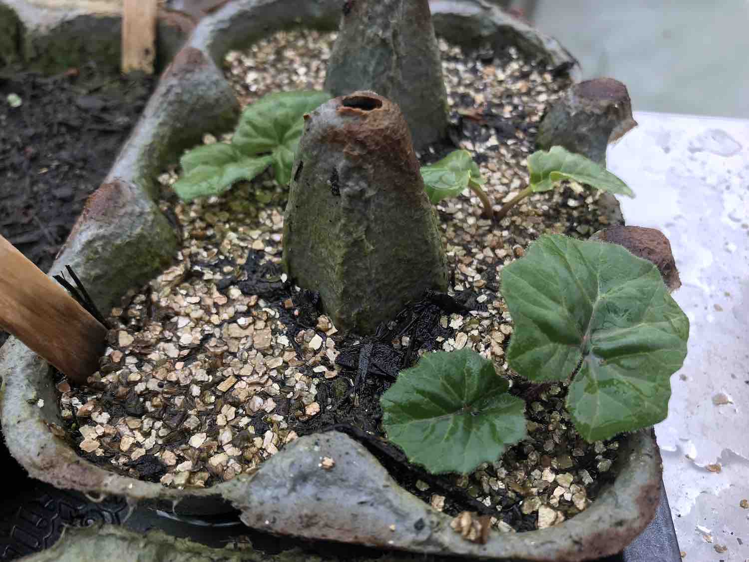 Acanthus seedlings grown by Lee Burkhill from seed