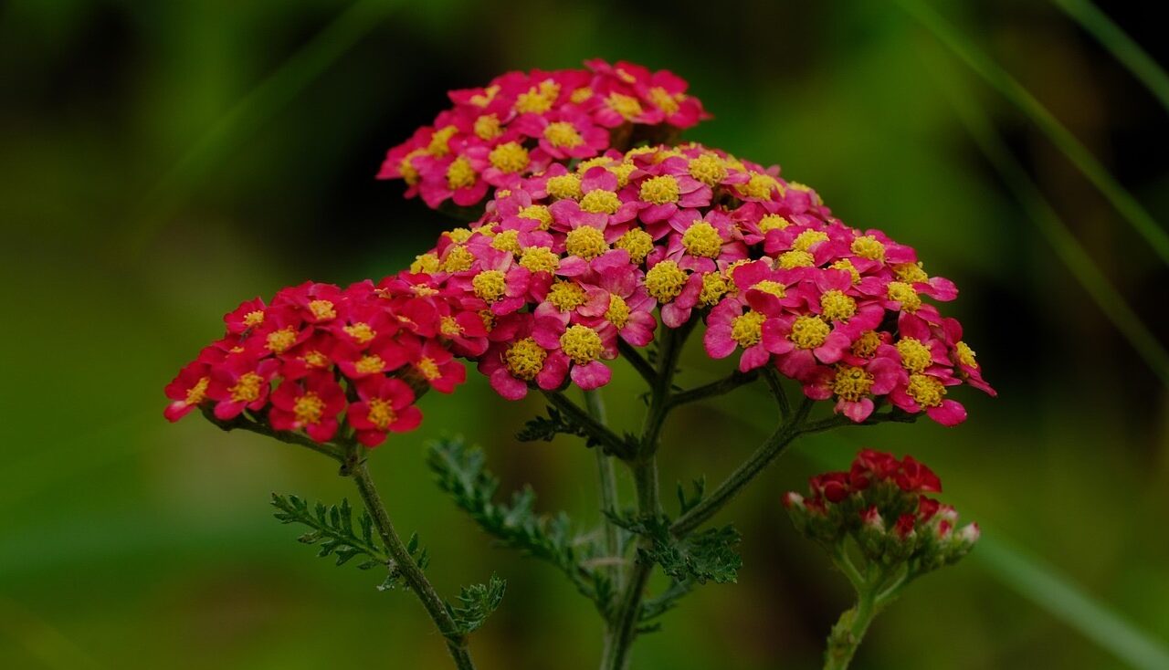 Red achilleas