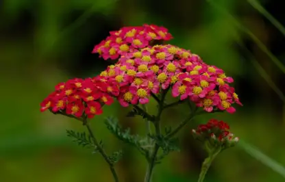 Red achilleas