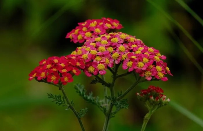 Red achilleas