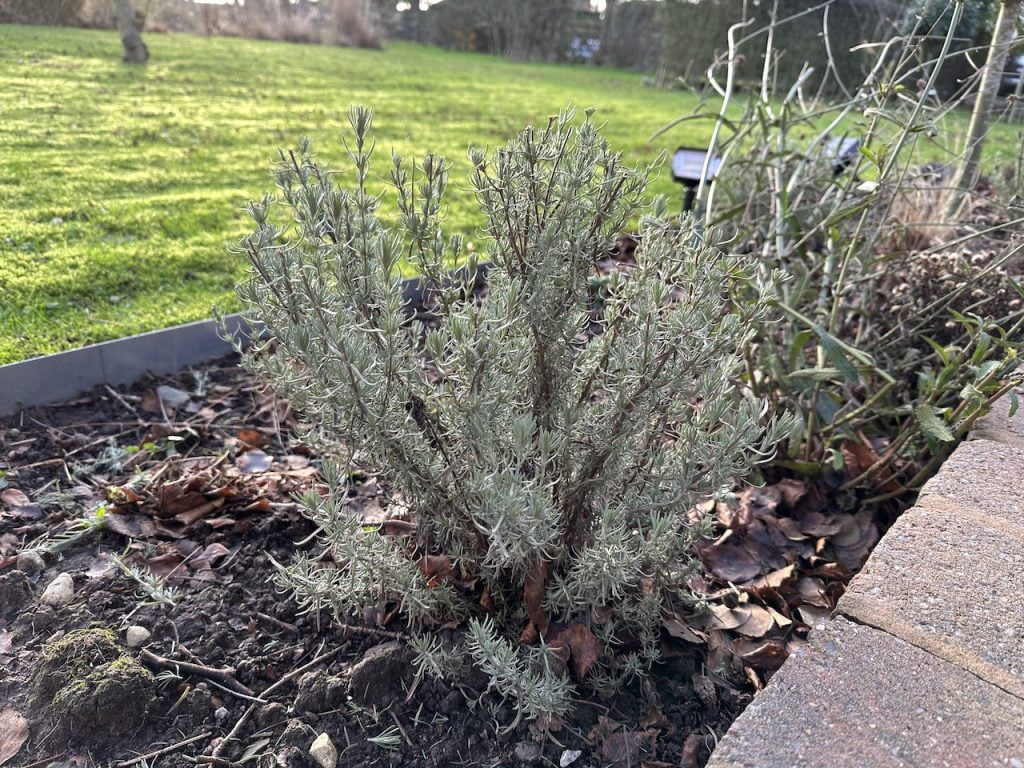 Freshly pruned lavender shrub