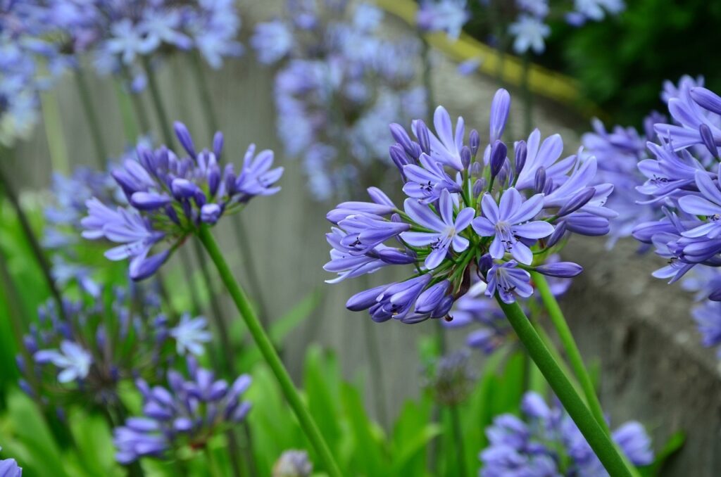 A blue agapanthus in full flower