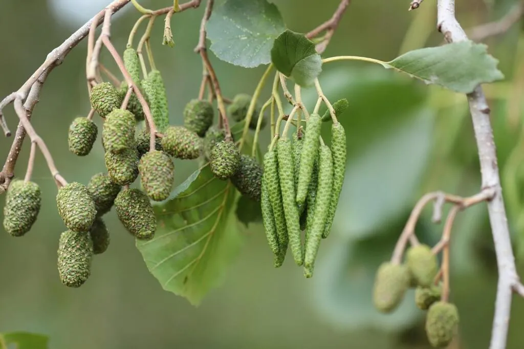 Alder trees