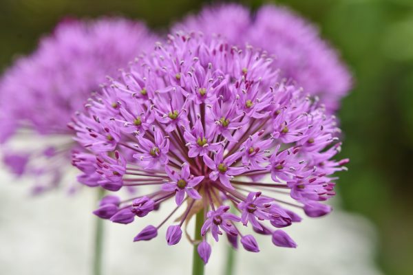 How to Design a Cottage Garden: Plants, Layout & Design Guide