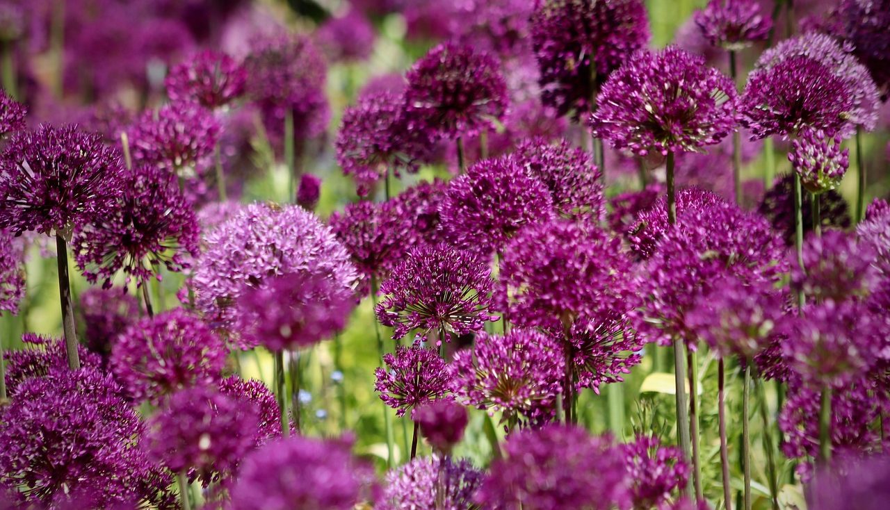Allium planting guide