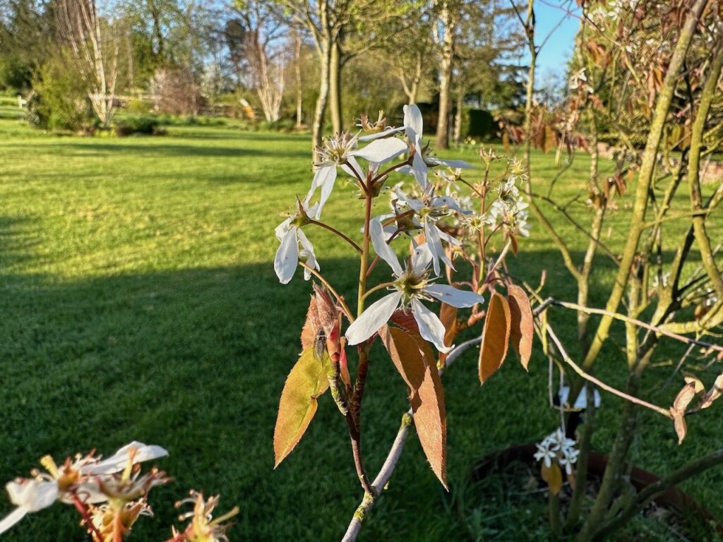 Flowers on an amellanchier