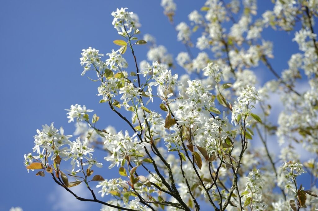 An amelanchier tree in full bloom