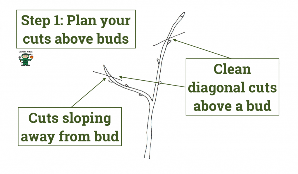 Planning pruning cuts on a apple tree